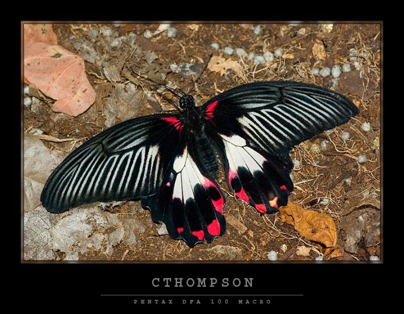 Great Mormon