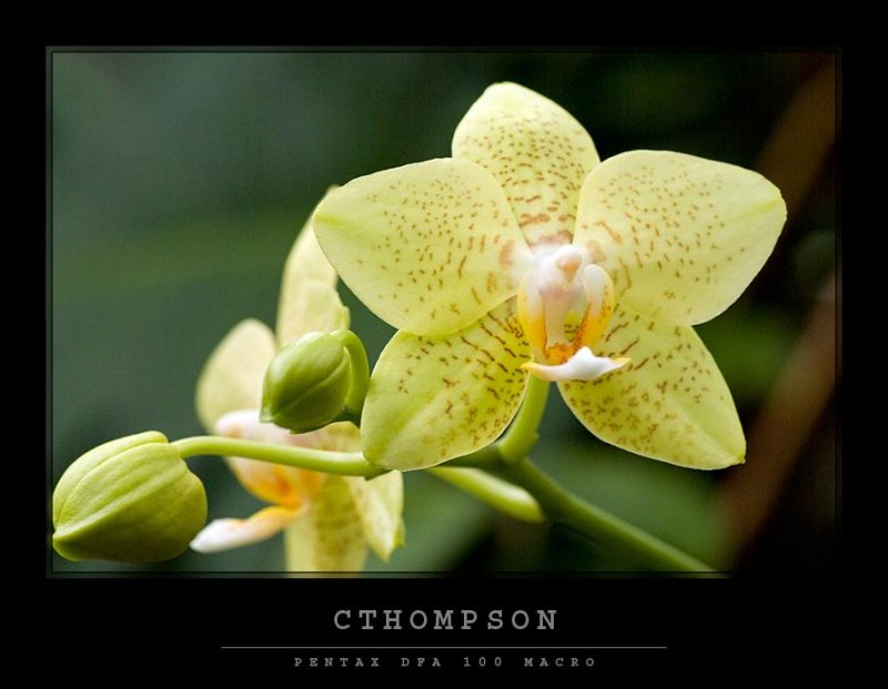 Orchid