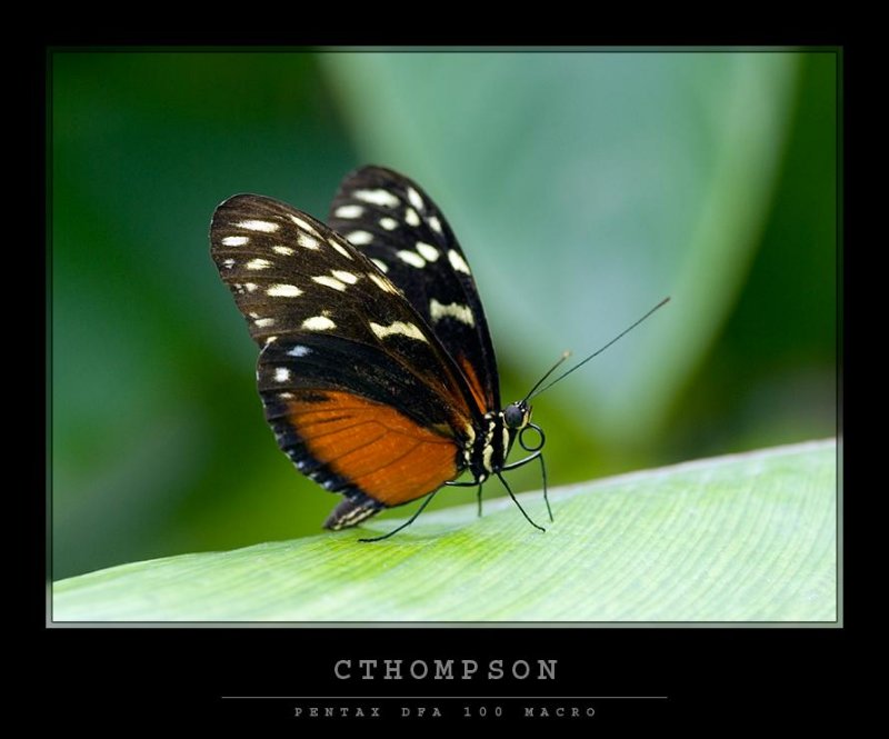 Tiger Longwing