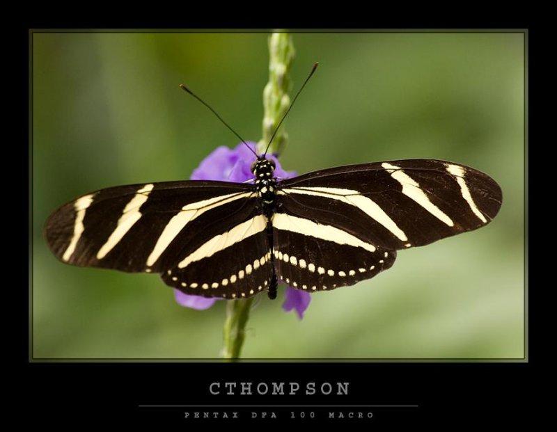 Zebra Longwing