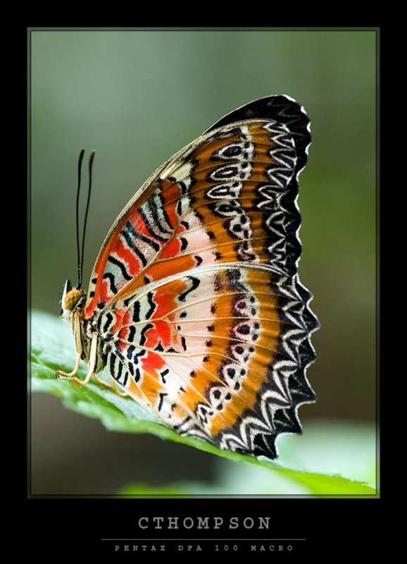 Lacewing