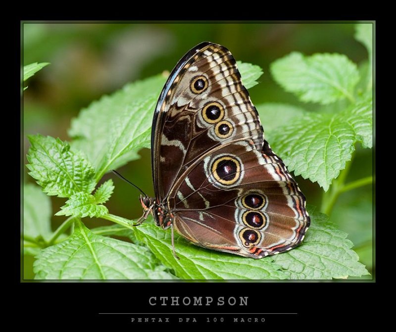 Blue Morpho