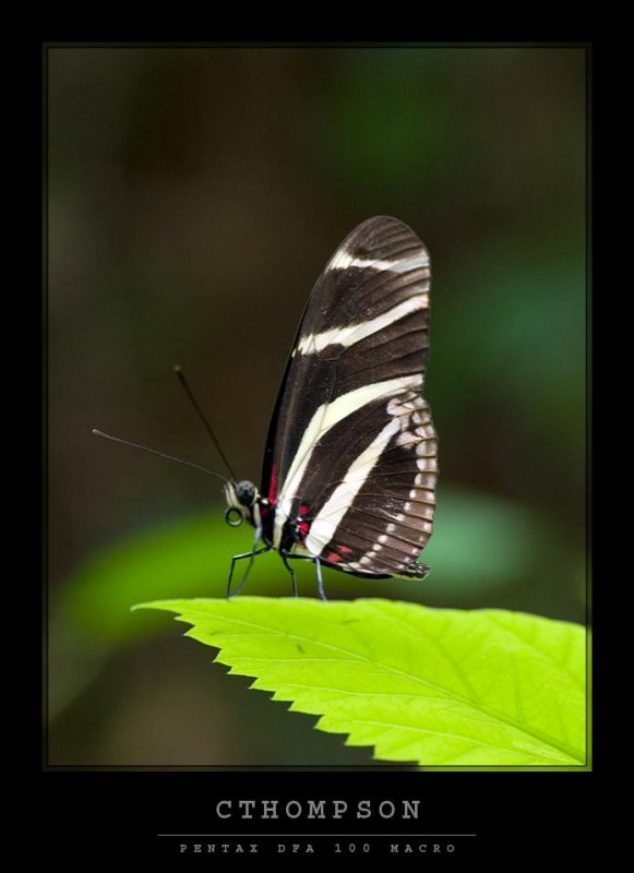 Zebra Longwing