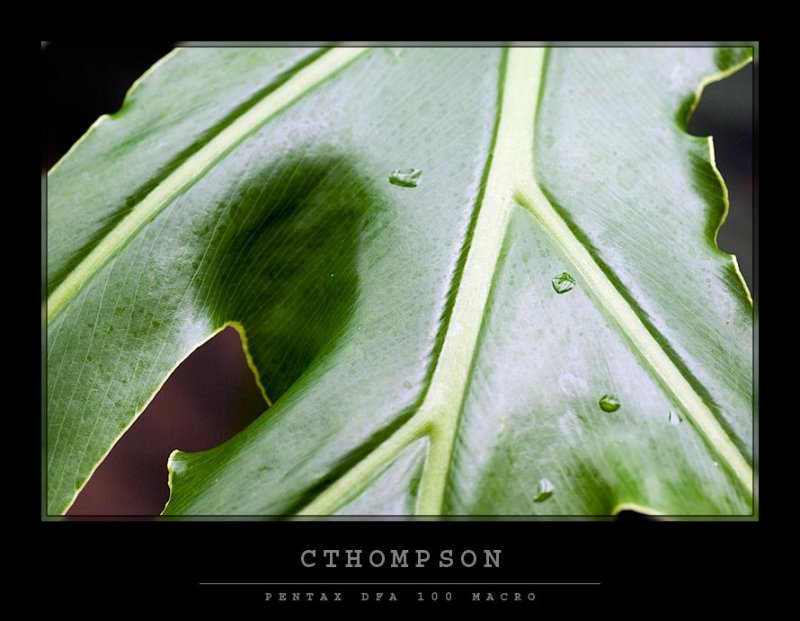 Leaf