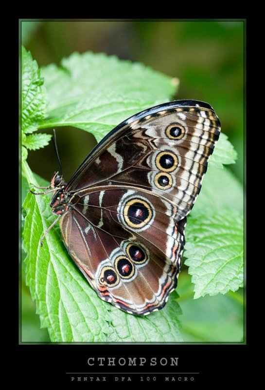 Blue Morpho