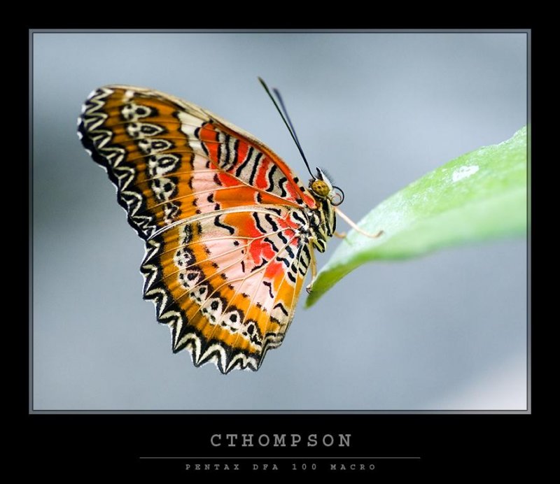Lacewing