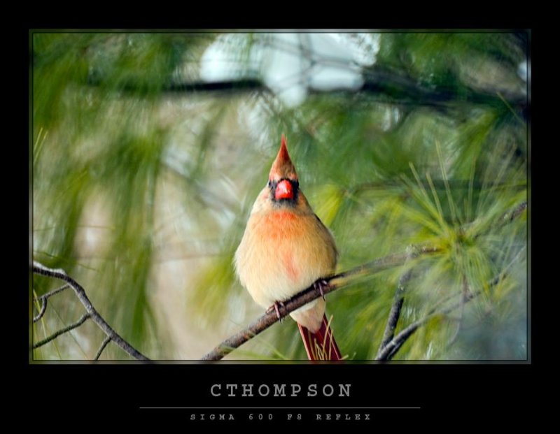 Cardinal