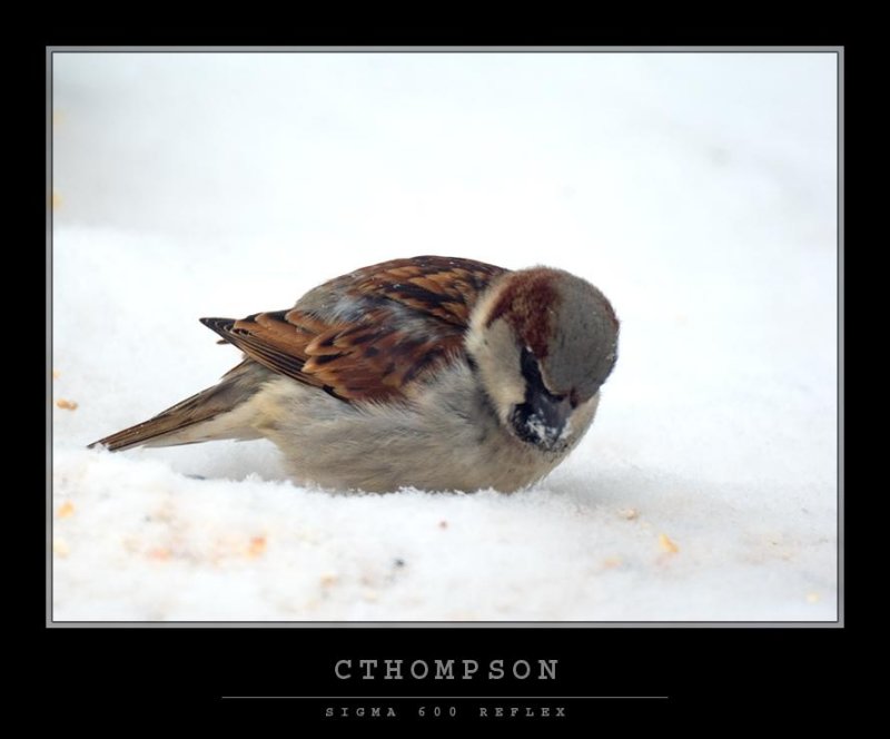 House Sparrow