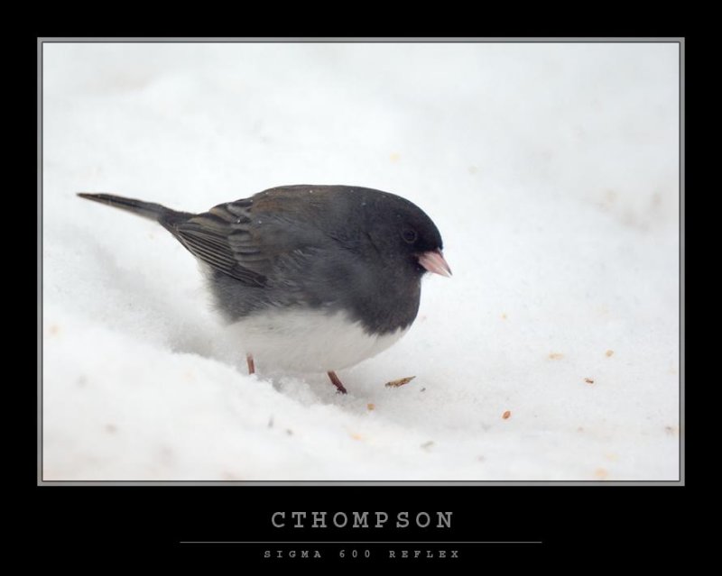 Dark-eyed Junco