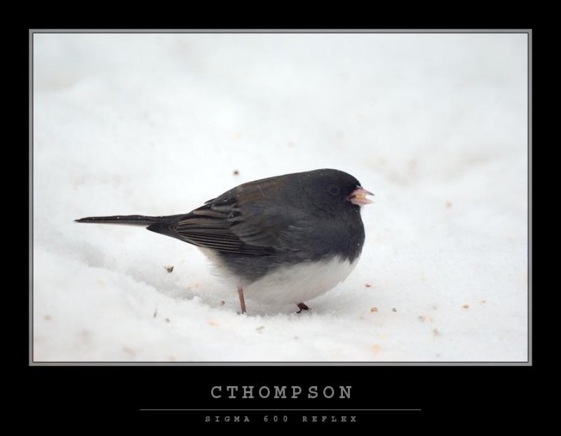 Dark-eyed Junco