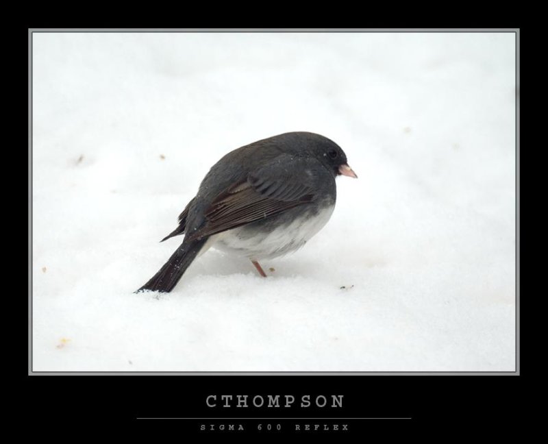 Dark-eyed Junco