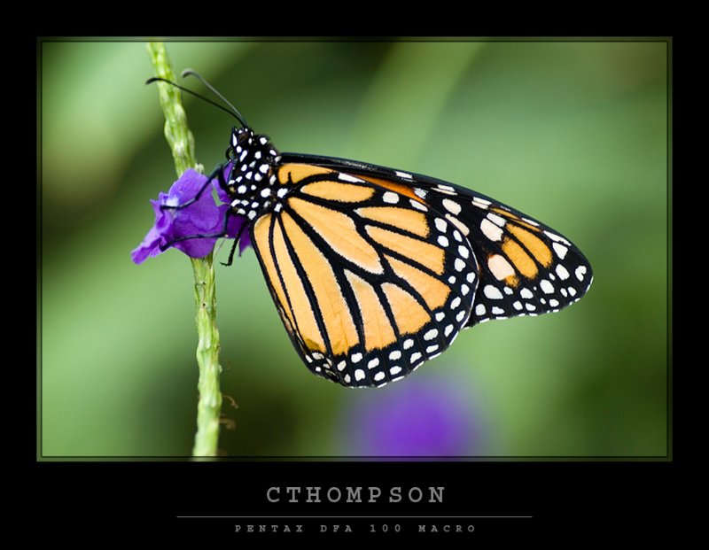 Monarch