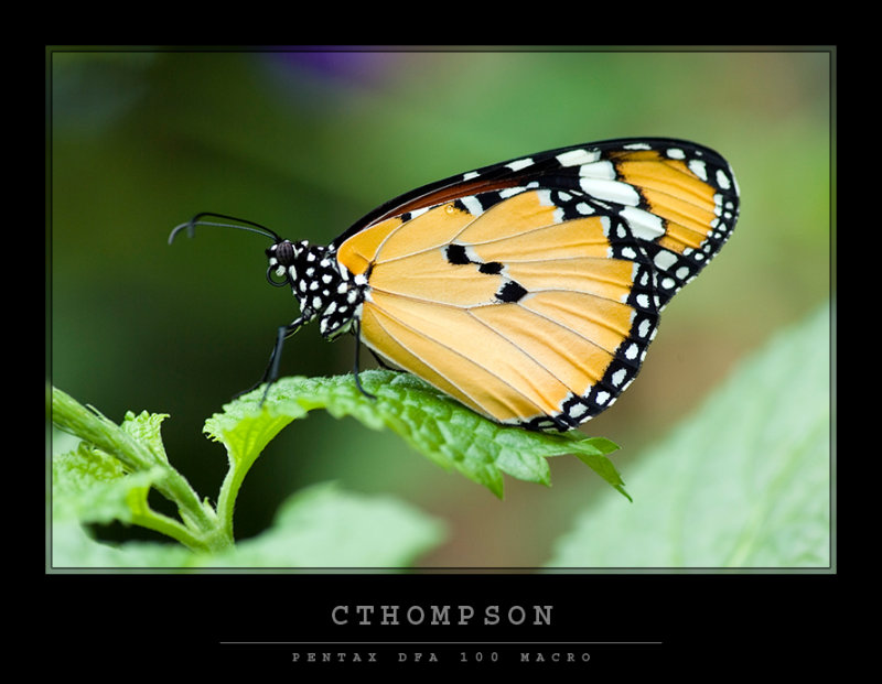 African Monarch