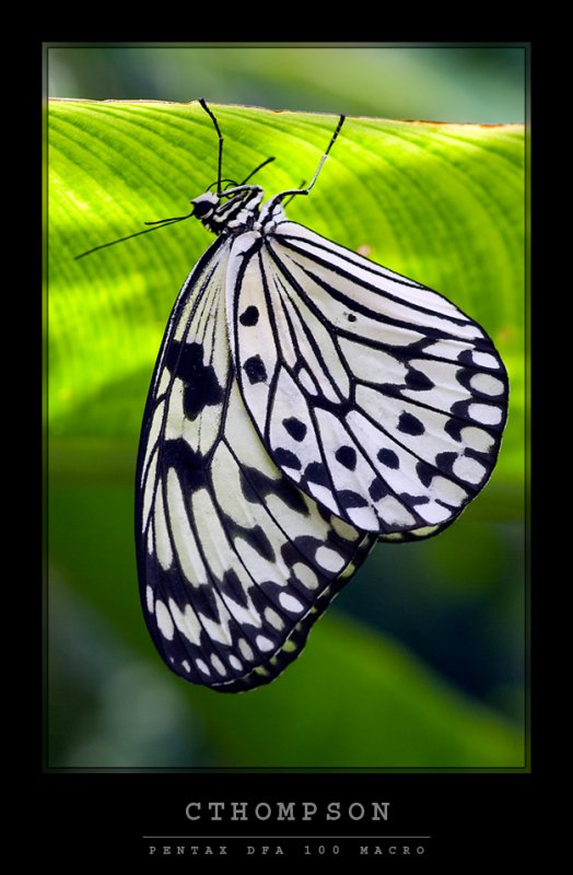 Rice Paper Butterfly