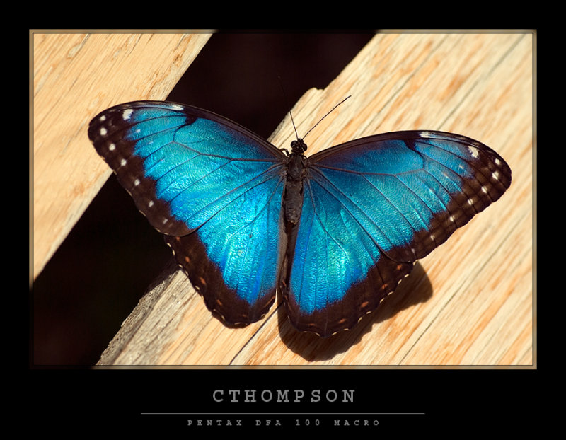 Blue Morpho