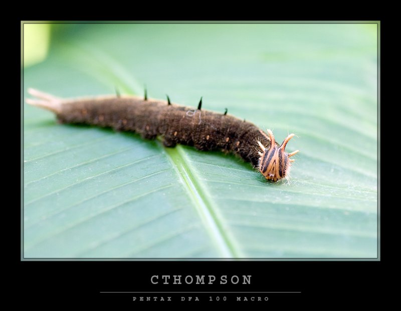 Owl Caterpillar