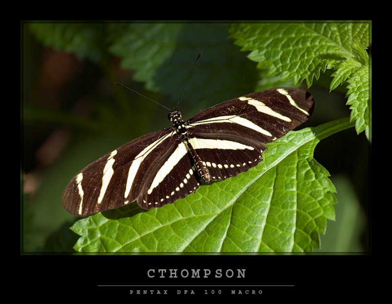 Zebra Longwing