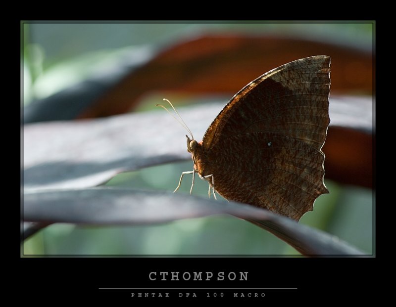Palmfly