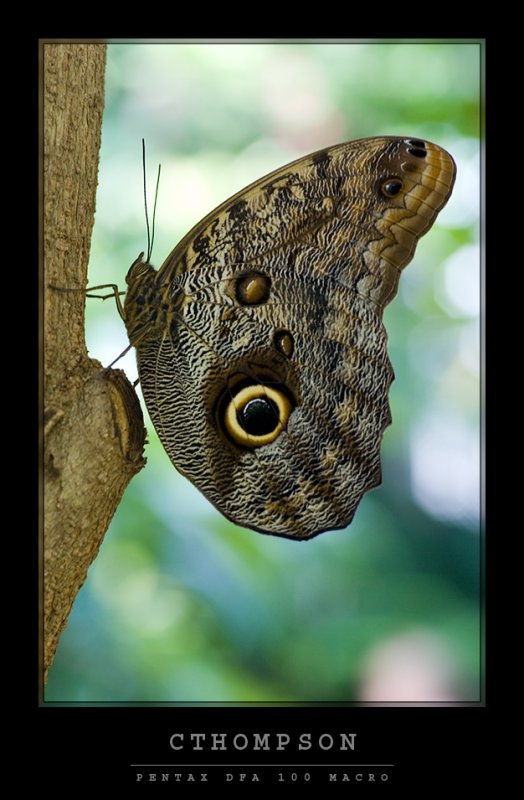 Owl Butterfly