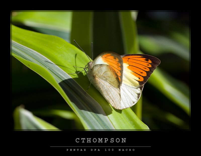 Great Orange Tip