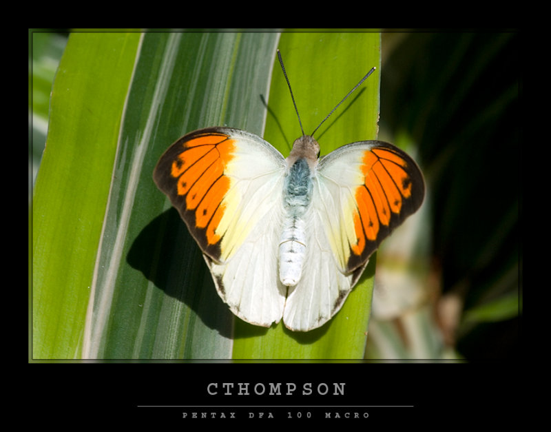 Great Orange Tip