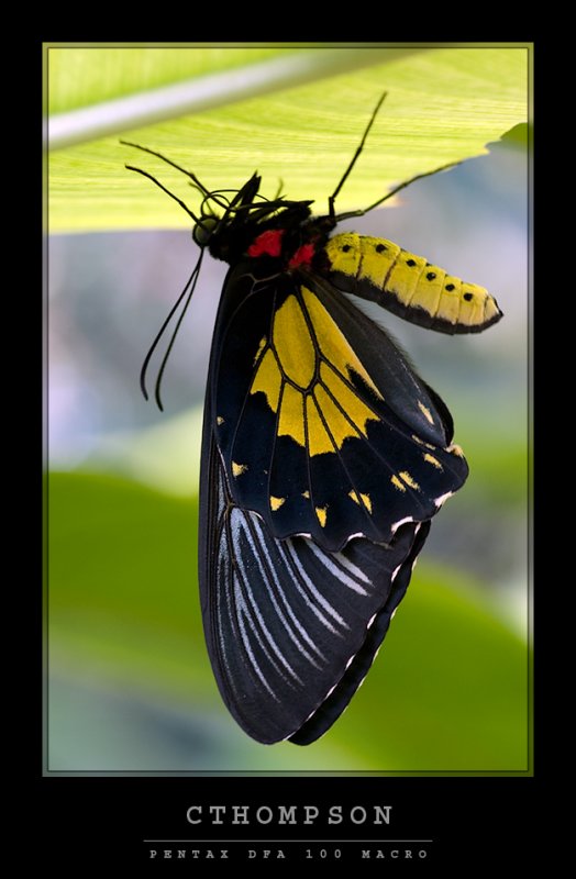 Birdwing