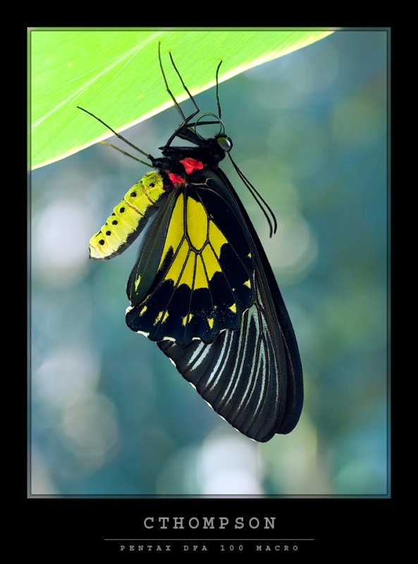 Birdwing