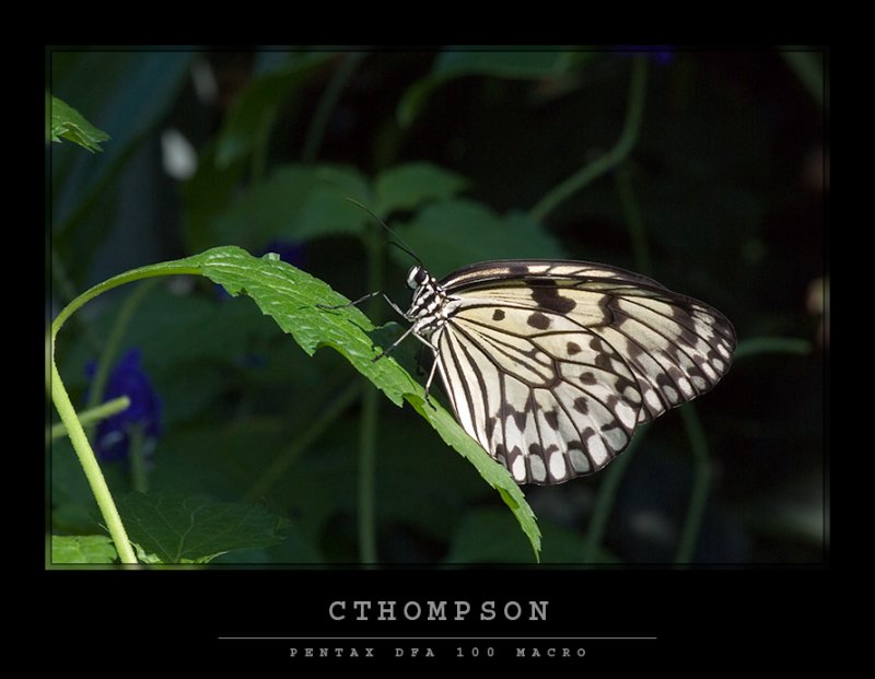 Rice Paper Butterfly