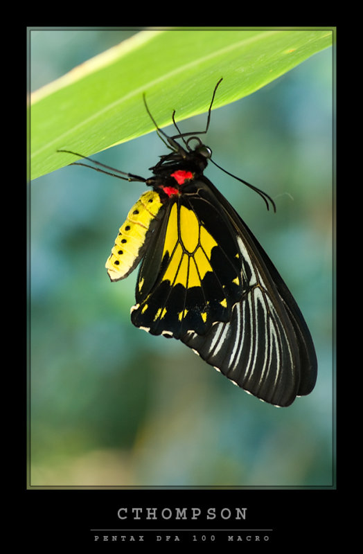Birdwing
