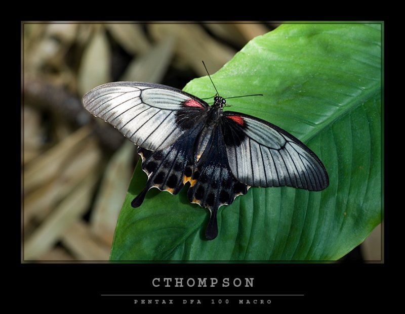 Great Mormon