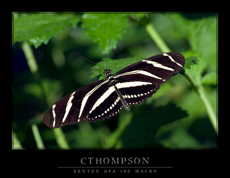 Zebra Longwing