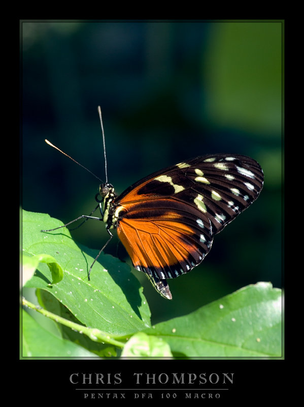 Tiger Longwing