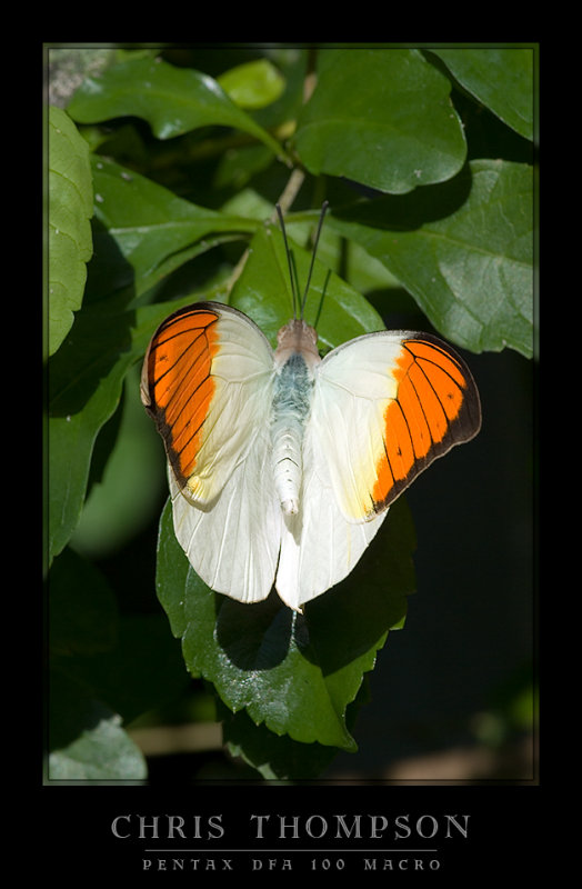 Great Orange Tip
