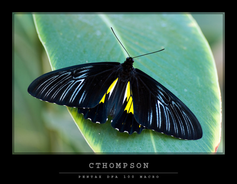 Birdwing