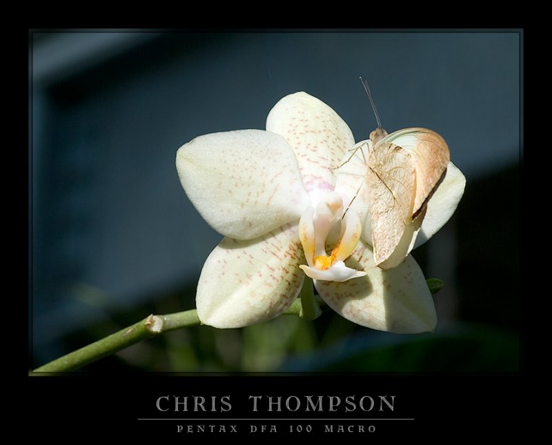 Great Orange Tip & Orchid