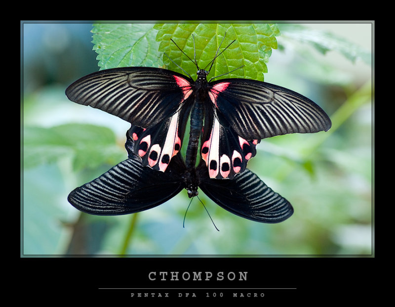 Scarlet Mormon