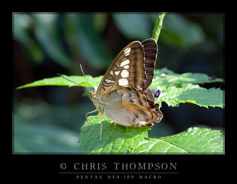 Brown Clipper