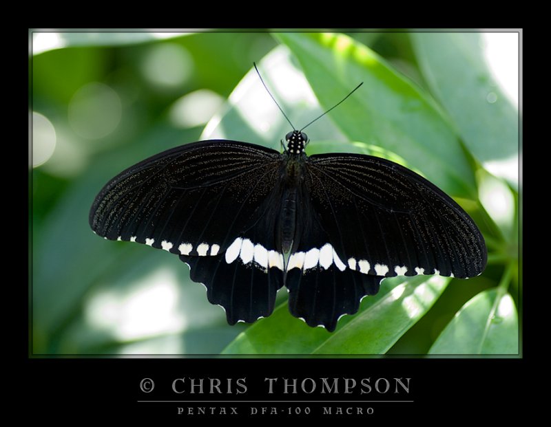 Common Mormon (M)