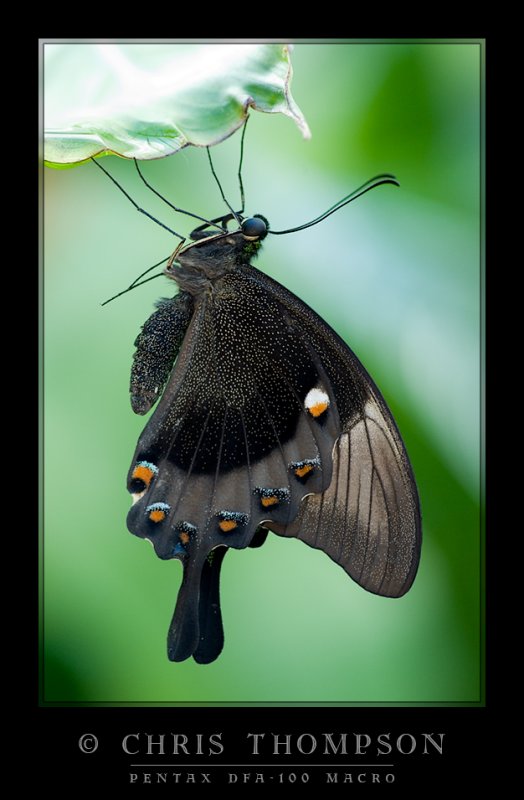 Green Banded Peacock Swallowtail