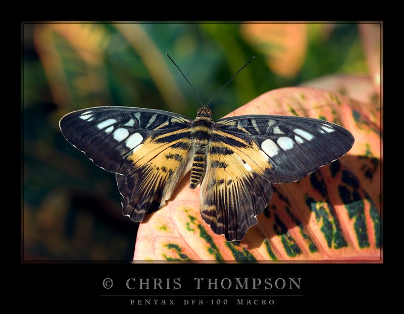 Brown Clipper