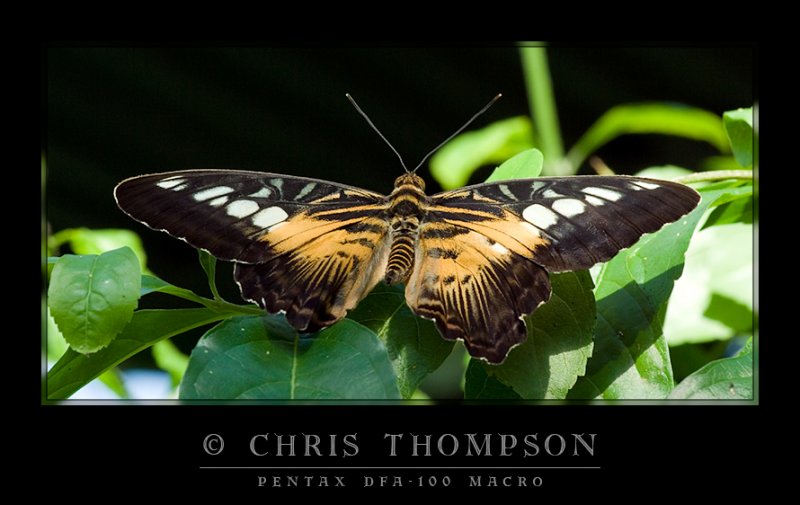 Brown Clipper