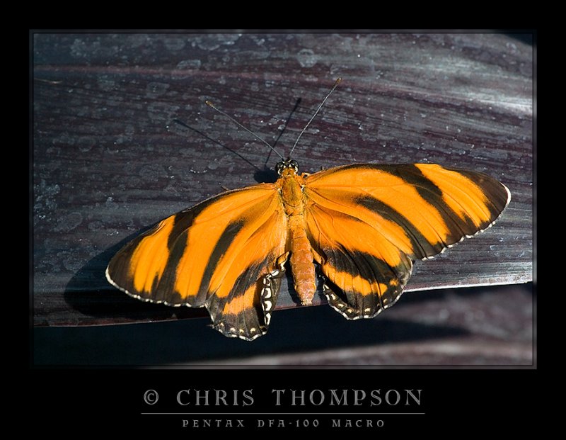 Banded Orange