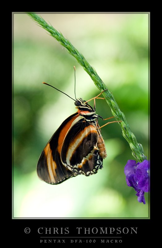 Banded Orange