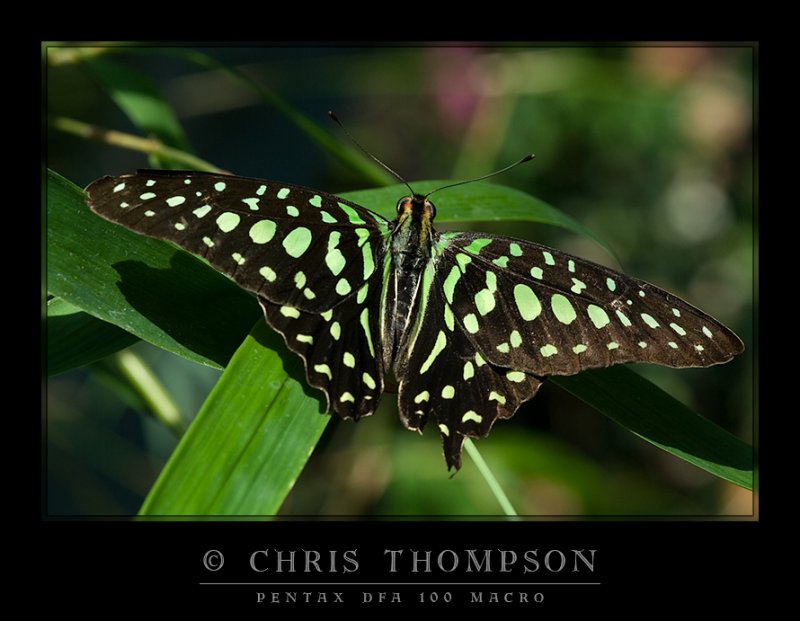 Tailed Jay