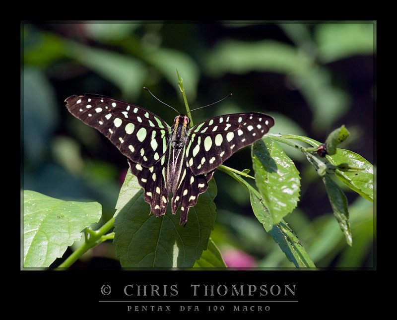 Tailed Jay