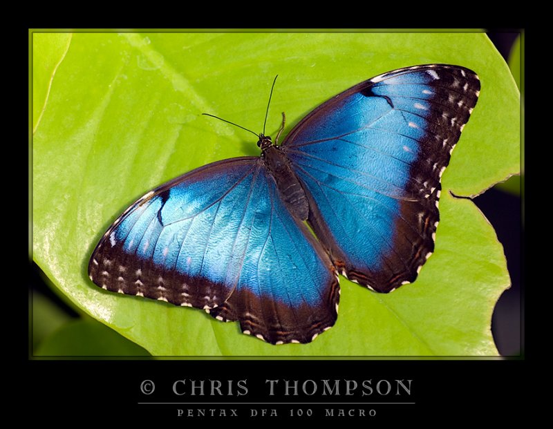 Blue Morpho