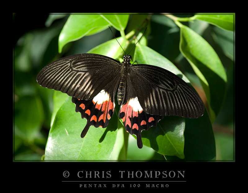 Common Mormon (F)