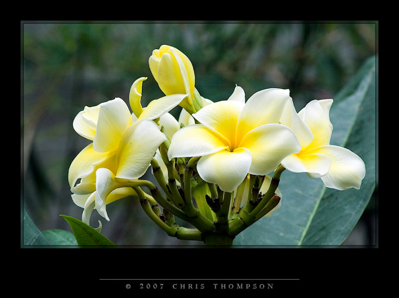 IMGP1408 copy.jpg