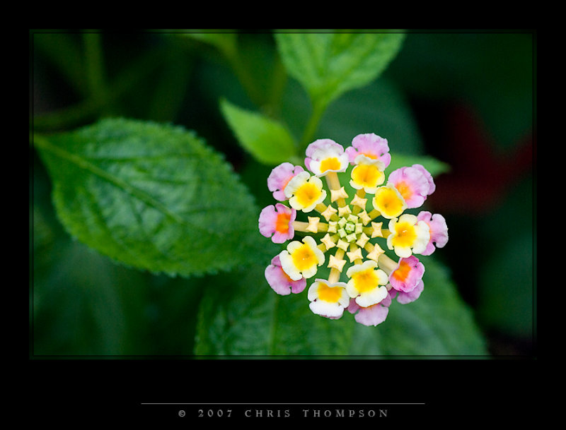 IMGP1419 copy.jpg