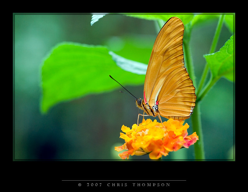 IMGP1439 copy.jpg